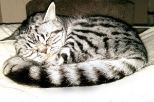 Silver tabby spotted Morris